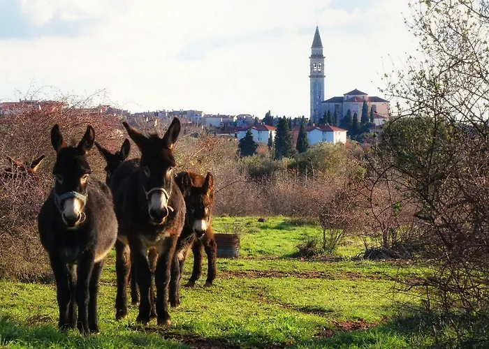 Casa Bel Olivo Feriehus